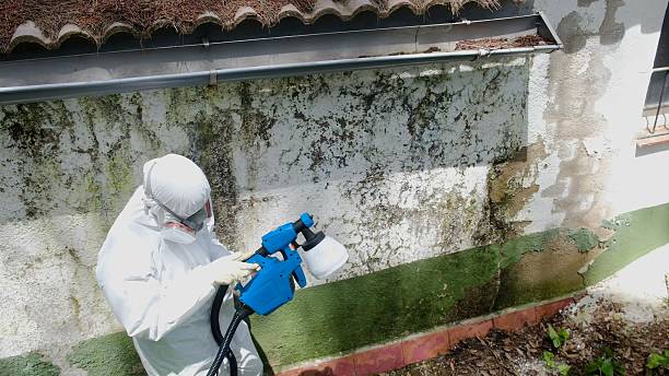Top rated local Mold Remediation specialists in Palm Harbor, FL
